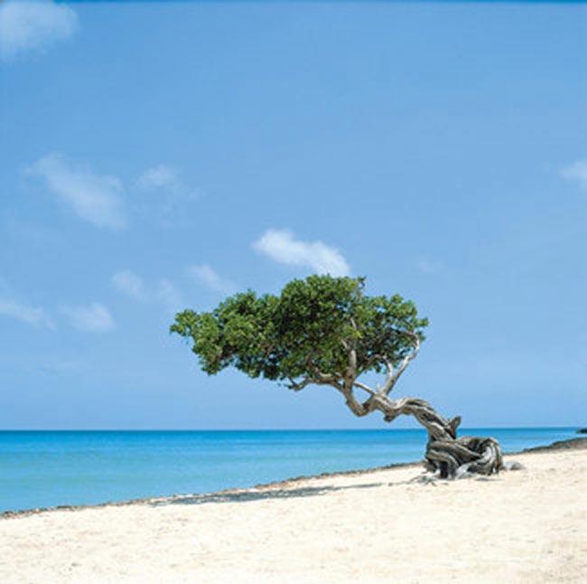 Spiagge di Palm Beach (Aruba)