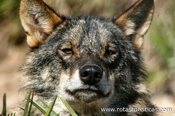 Lobo Park, Antequera