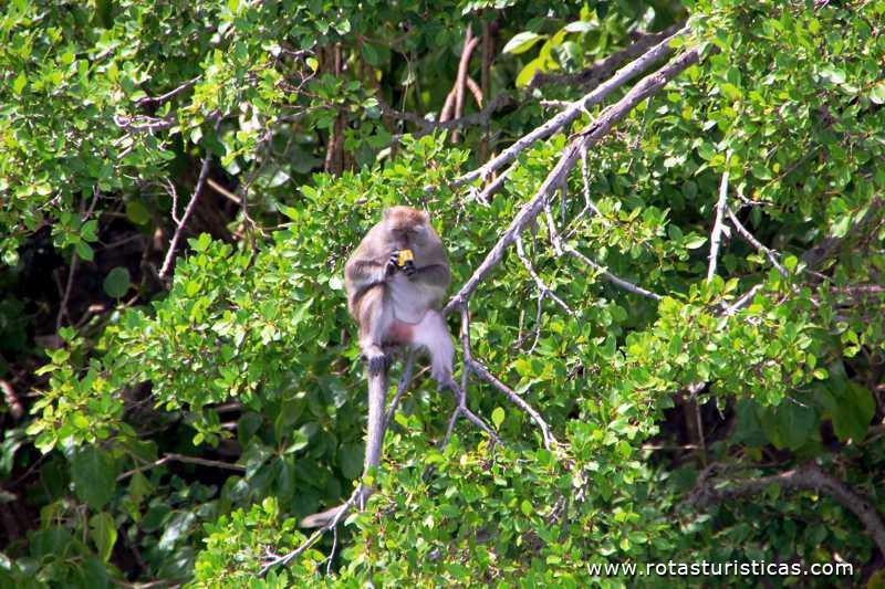 Ilha dos macacos - Ko Phi Phi Don  (Phi Phi Islands / Tailand)