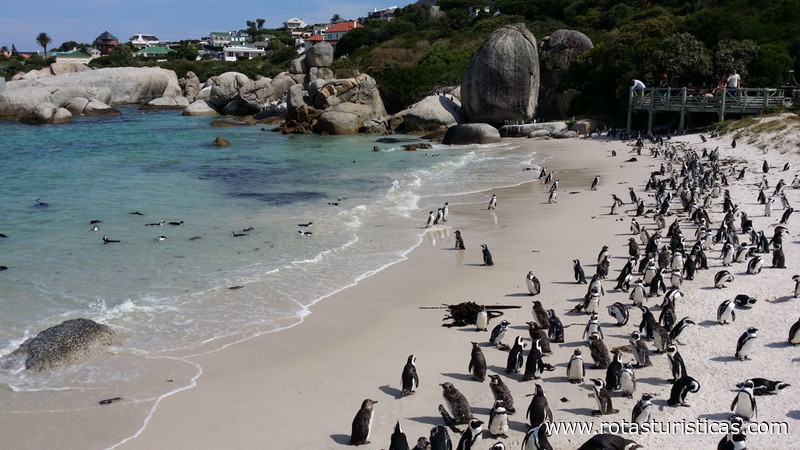 Colónia de Pinguins de Boulders (Cidade Do Cabo)