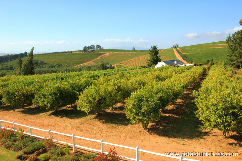 Mitre Wine Estate - Vins de Stellenbosch